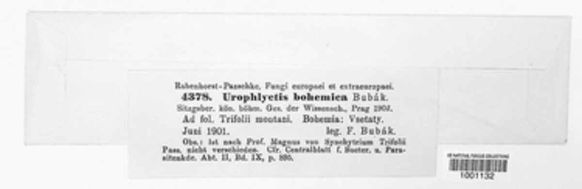 Urophlyctis bohemica image